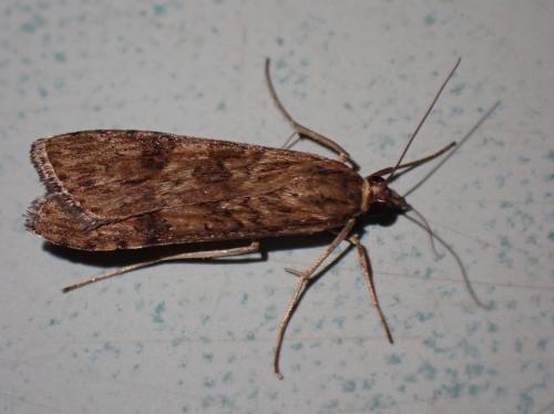 Nomophila noctuella